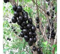 80 graines de fruits fraîches de Jabuticaba