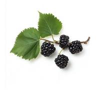 80 Graines de Mûrier Noir (Morus Nigra) - SemiSauvage Permaculture - graines reproductibles