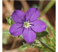 80 Semi Venere specchio (Legousia speculum-veneris) Y203 Semi Semilla:Seeds