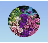 800 Graines de Campanules à Grandes Fleurs - Variété 'Medium Single Flower' - Fleurs Clochettes Élégantes pour Jardin et Massifs