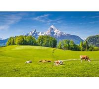 80060365 Poster de 80 x 50 cm : paysage d'été idyllique dans les Alpes avec vaches paissantes sur des alpes vertes fraîches et des sommets enneigés dans les montagnes