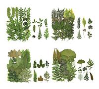 84 Pcs Feuilles Séchées Pressées Plante Herbier Feuilles Pétales Mixtes Réel Feuilles Sèches Naturelles pour Résine Art Artisanat DIY Nail Autocollants Décorations Embellissement Feuille Pressée (A)