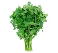 87g Tempo libero Cilantro Semi ~ Coriandolo Spice ~ Culinary Garden Herb Spice Heirloom