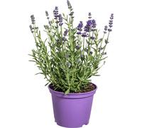 8x Lavandula angustifolia - Lavande vraie - ↨30-40 cm - Ø13 cm