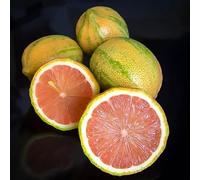 90 graines de citron rose