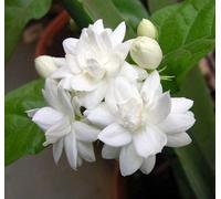 90 graines de fleurs de jasmin