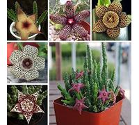 90 pz Stapelia Pulchella Lithops Mix Semi di piante grasse