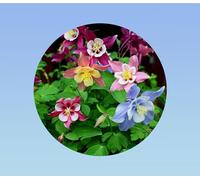 900 Graines d'Ancolie Mc Kana Mixte - Longues Fleurs Bicolores - Idéales Massifs & Jardin - Facile à cultiver