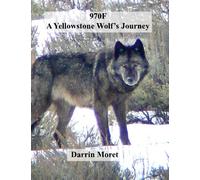 970F: A Yellowstone Wolf's Journey