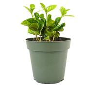 9GreenBox - Cafetière arabica - Pot de 10,2 cm