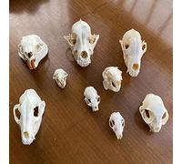 9pcs crâne d'animal réel lot de chat chien renard hérisson ragondin raton laveur rat musqué vison lapin spécimens de crâne pour la décoration de la maison étude d'objets de collection ( Color : Set of
