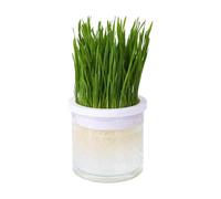 à chat pour chats domestiques - Pot hydroponique transparent idéal - Cette source de nourriture naturelle peut être utilisée à l'extérieur ou à l'extérieur - Cadeau pour les chats qui les aiment