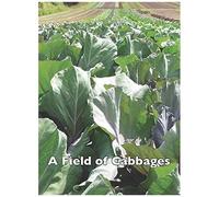 A Field Of Cabbages