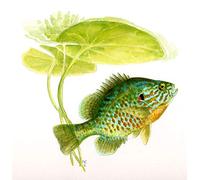 A Fish Guide to Freshwater Fishes of Ontario