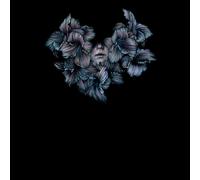 A Lot Like Birds – Divisi – CD