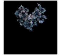 A Lot Like Birds - Divisi [Vinyl Lp]