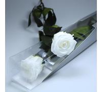 A Natural Preserved Eternal White Rose With Stem 55cm For Women,Mom,Girlfriend,Grandma-Endless Flowers For Birthday,Valentine's Day,Mother's Day,Christmas-Delivery To
