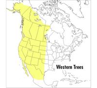 A Peterson Field Guide To Western Trees
