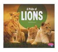 A Pride Of Lions