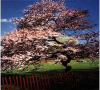 A Reminiscent Drive - Mercy Street