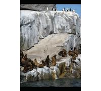 A Revolução Dos Pinguins