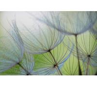 A.S. Création Papier peint Dendelions 3,75 m x 2,50 m - WALLLOVE Papier peint pissenlits vert, gris colle incluse - DD129569