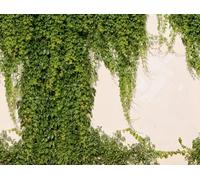 A.S. Création Papier peint mural Motif lierre Vert 2,80 m x 3,71 m | Motif botanique naturel en mur d'accent - Intissé mat, facile à poser & décoller - Pour salon, chambre & véranda