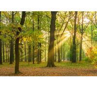 A.S. Création Papier peint Woodland 3,75 m x 2,50 m - WALLLOVE Papier peint Forêt d'automne en vert, marron colle incluse - DD129566