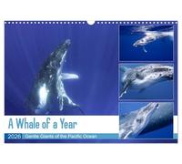 A Whale of a Year (Wall Calendar 2026 DIN A3 landscape), CALVENDO 12 Month Wall Calendar: Dive into the magnificent underwater world of the gracious humpback whales.