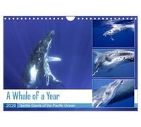 A Whale of a Year (Wall Calendar 2026 DIN A4 landscape), CALVENDO 12 Month Wall Calendar: Dive into the magnificent underwater world of the gracious humpback whales.