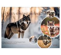 A year among wolves (Wall Calendar 2026 DIN A2 landscape), CALVENDO 12 Month Wall Calendar: Loved and hated - enchanting portraits of the intelligent hunters