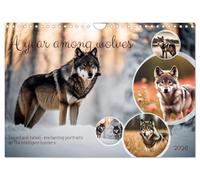 A year among wolves (Wall Calendar 2026 DIN A4 landscape), CALVENDO 12 Month Wall Calendar: Loved and hated - enchanting portraits of the intelligent hunters