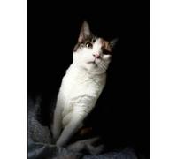 A YEAR IN THE LIFE OF A CAT NAMED BELLA