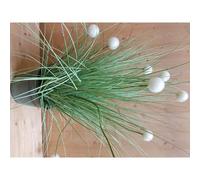 A2PAIR24-G03-Graminée pompon blanche artificielle en PVC x 30 - 36 x 7,5 x 105 cm