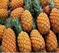 Aamish 100pcs graines d'ananas nain