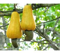 Aamish 5pcs ARBRE DE NOIX DE CAJOU