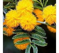 Aamish Graines d'arbre Mimosa doré