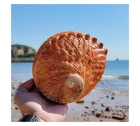 Abalone Shells, Coquille d'ormeau naturelle grande taille 15-16 cm, multi-trous, décoration for fête, mariage, maison, accessoires