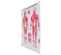 Abaodam Affiche Murale Pratique et Facile à Lire D'anatomie du Système Musculaire en Tissu Poster Éducatif pour Laboratoire et École du Corps Humain