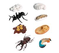 Abaodam Ensemble de 8 Pièces de Modèles de Fourmis Ouvrières en PVC, Jouets Éducatifs pour Garçon et Filles, Cycle de Vie Réaliste, Solide, pour L'apprentissage Cognitif en Classe