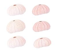 Abaodam Lot de 6 Supports pour Plantes Aériennes en Coquillage D’Oursin Blanc Pots Créatifs pour Tillandsias et Succulentes Décoration Intérieure Naturelle pour Bureau Couleur Aléatoire