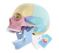 Abaodam Modèle Anatomique De Crâne Humain Détachable pour Étude Outils Étude Anatomie Physiologie Crâne Modèle De Corps Humain pour Usage Anatomique à Main