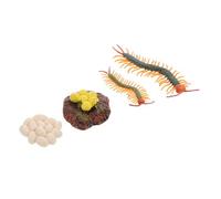 Abaodam Modèle Cycle de Vie du Mille-Pattes Réaliste, 1 Set Éducatif | Plastique, pour Exploration Nature et Jeux Interactifs, Aide Enseignants et Garçon Fille, Affiche la Croissance