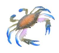 Abaodam Modèle de Crabe Coloré en Plastique, Jouet Éducatif pour Garçon et Filles, Figurine Marine Réaliste de Taille Moyenne, Décoration de Bureau et Salle de Jeux, Présent Unique de Vie