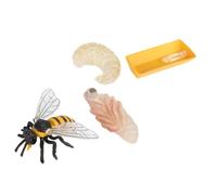 Abaodam Modèle de Cycle de Croissance des Abeilles Éducatif pour Garçon et Filles 4 Pièces en Plastique Réaliste Apprentissage Sciences Naturelles Décoration Pédagogique