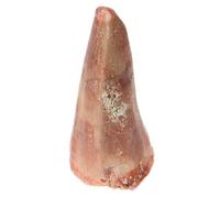 Abaodam Modèle de Dent de Dinosaure Réaliste Fossilisée pour Collection et Enseignement Paléontologique Classe Éducative pour Amateurs