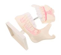Abaodam Modèle de Dents Modèle de Dent Permanente en Plastique, Structure Dentaire Réaliste, Morphologie Détaillée, pour Étudiants, Enseignement et Apprentissage Oral