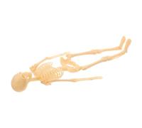 Abaodam Modèle De Squelette Humain Modèles Squelettiques D'organes Humains Parties Du Corps Pour Les Enfants Modèle Du Corps Humain Pour Les Enfants Modèle Des Du Corps Plastique