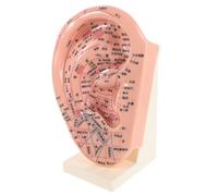 Abaodam Modèle Pédagogique D’acupuncture Auriculaire 23 Cm Support, Accessoire pour Apprentissage et Exposition en Laboratoire, Modèle de Massage Zone Auriculaire pour Médecine Chinoise