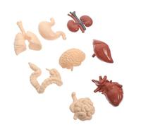 Abaodam Modèle Pédagogique des Organes Internes Humains 8 Pièces, Éducatif D'anatomie Réaliste en Matériau Sûr, pour L’enseignement Scolaire et L’Apprentissage Physiologie